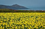 foto daffodils